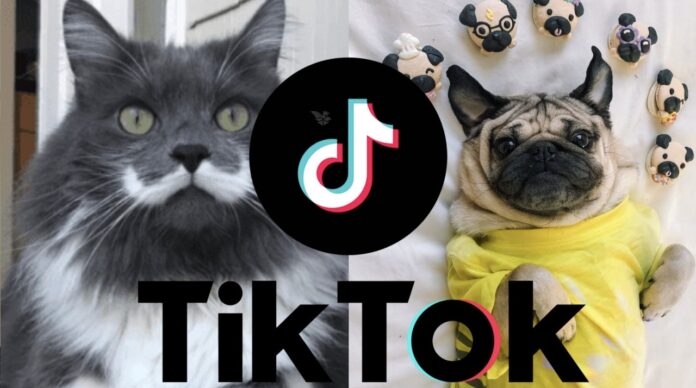 TikTok for Pet Lovers: How to Build and Monetize Your Pet Account